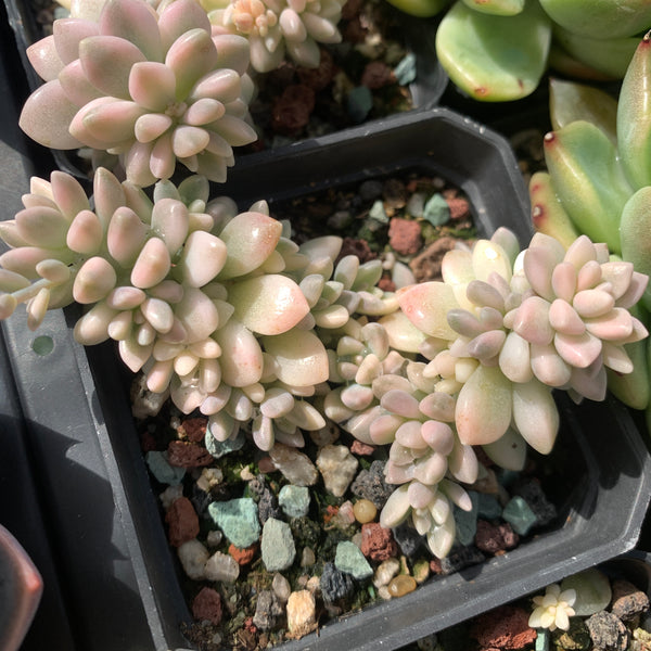 Graptopetalum mirinae variegata 姬秋丽锦