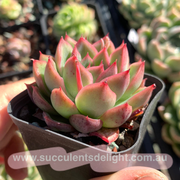 Echeveria Fire and Ice 冰与火