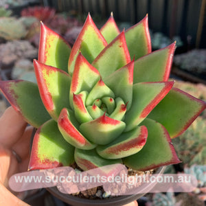 Echeveria Agavoides Red Line 红弦东云