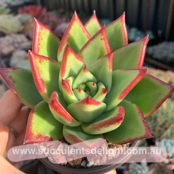 Echeveria Agavoides Red Line 红弦东云