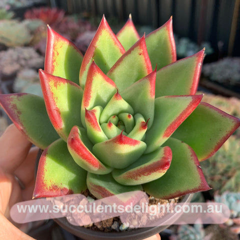 Echeveria Agavoides Red Line 红弦东云