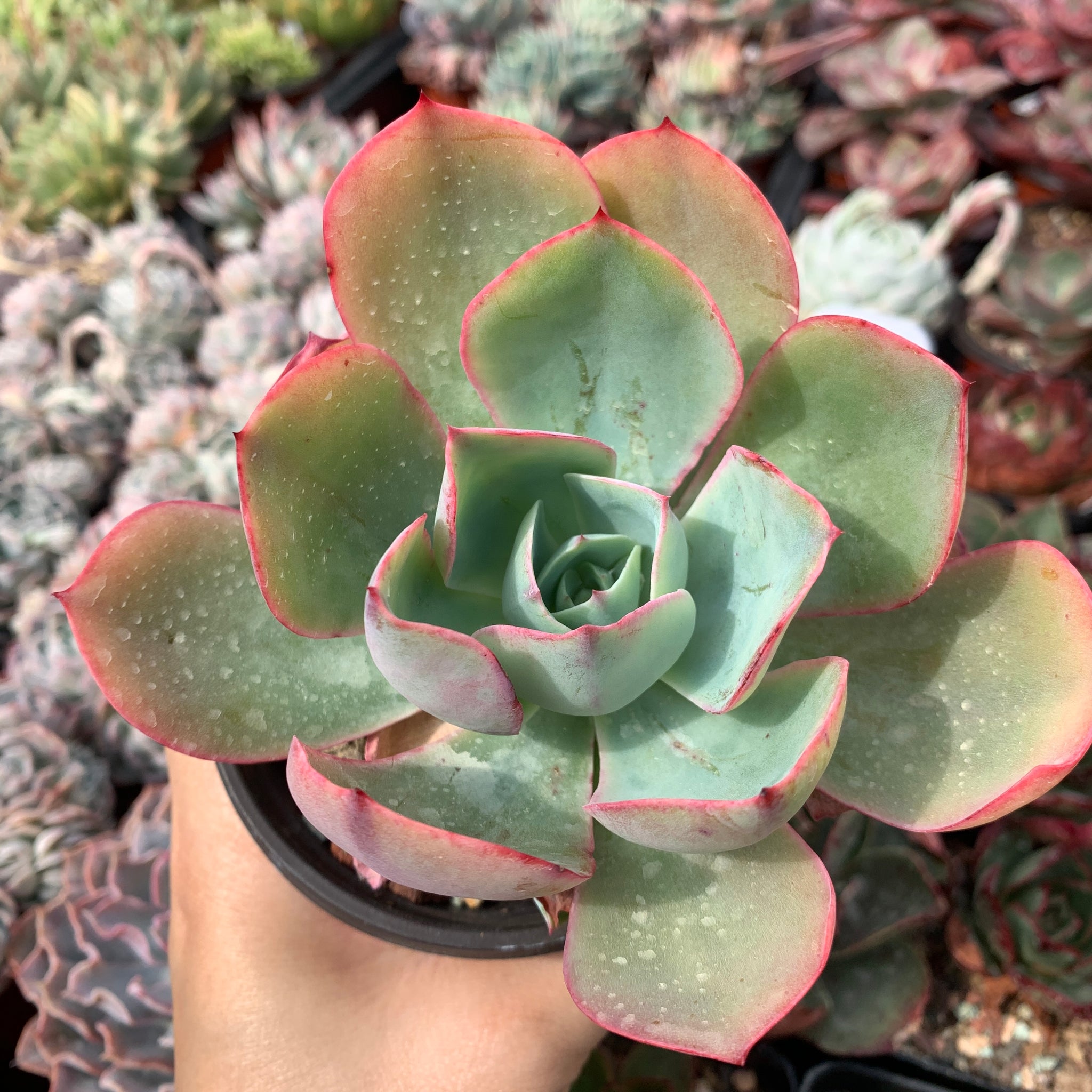 Echeveria White Rose 白玫瑰