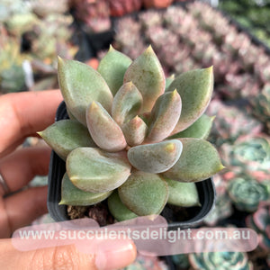 Pachyveria Rough