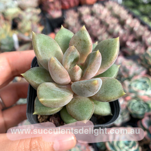 Pachyveria Rough