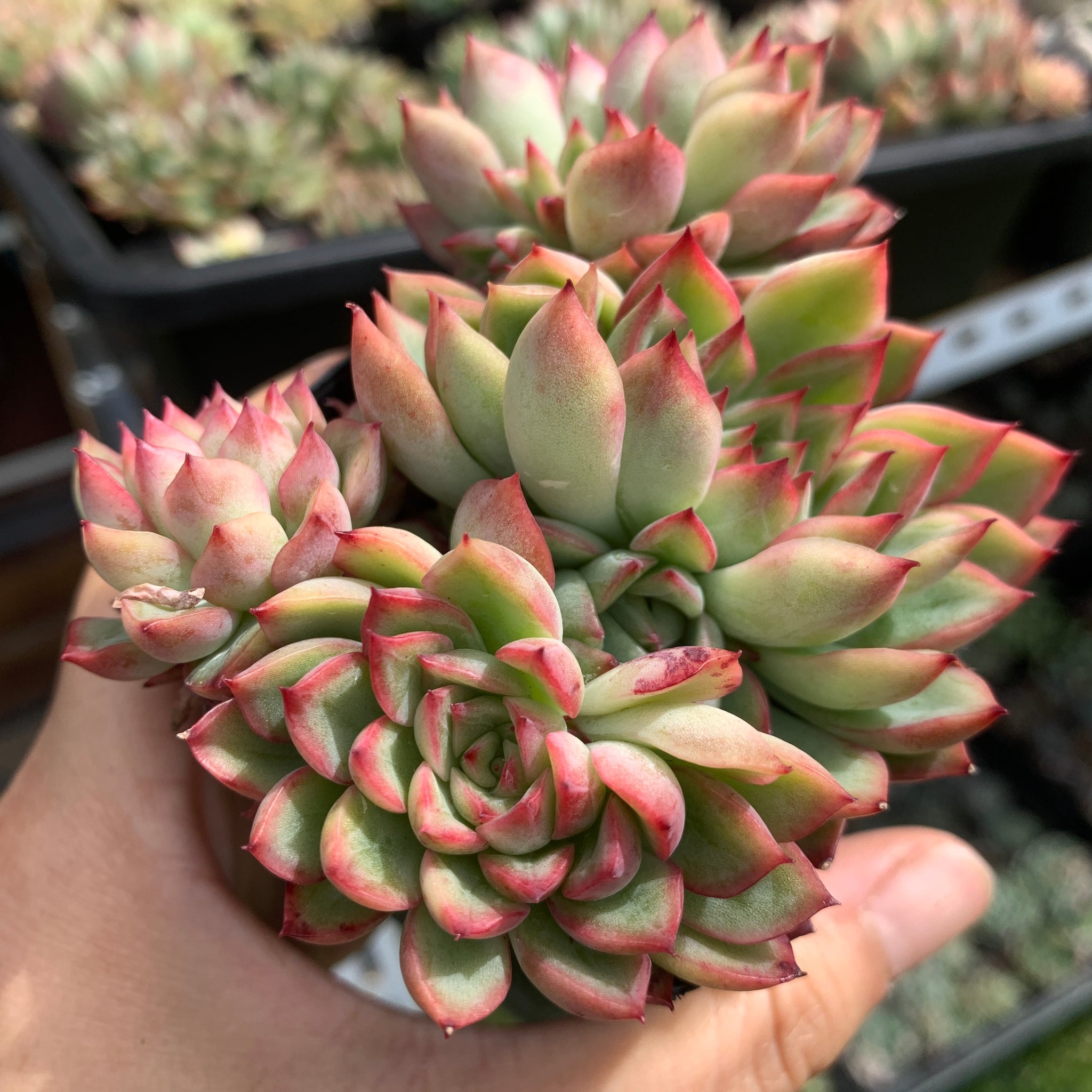 mebina succulent Echeveria Mebina 女雏– Succulents Delight