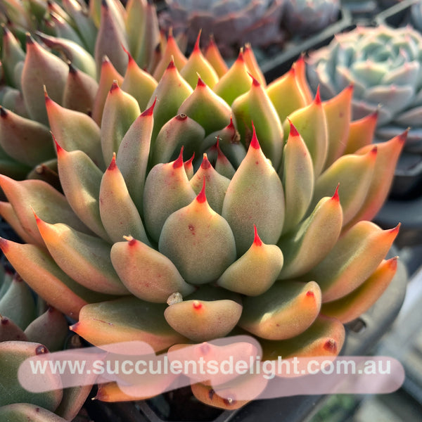 Echeveria Ebony zaragozae 绿爪x乌木