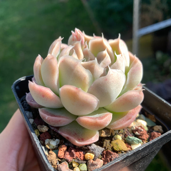 Echeveria Elegans Tide Moon 汐月月影 - Succulents Delight 2022 New Hybrid