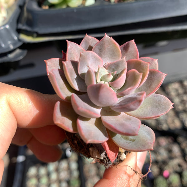 Echeveria Purple Card 紫卡