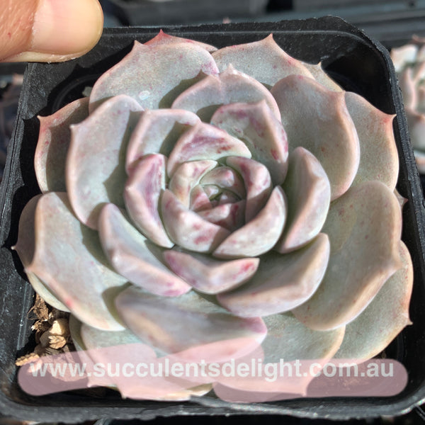 Echeveria Sarang 血斑爱神