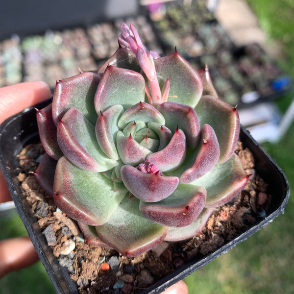 Echeveria Amethyst Queen 紫晶女王