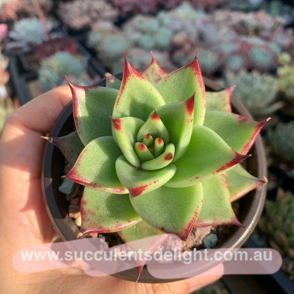 Echeveria Agavoides Red Line 红弦东云