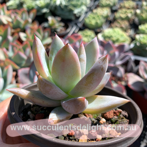 Echeveria Mexican Giant 墨西哥巨人
