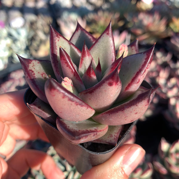 Echeveria Agavoides Love Story 爱情故事