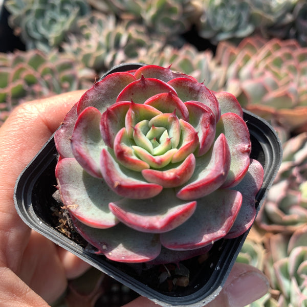 Echeveria Purple Rain (raindrop hybrid) 紫雨(雨滴杂）