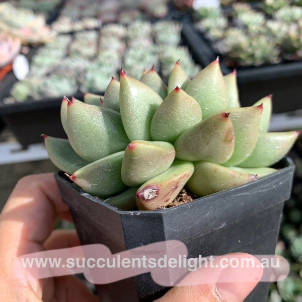 Echeveria agavoides Crest 东云缀化