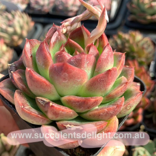 Echeveria Alba Jelly 阿尔巴果冻