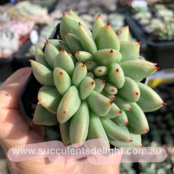 Echeveria agavoides Crest 东云缀化