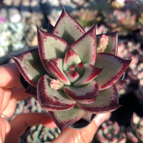 Echeveria Agavoides Love Story 爱情故事