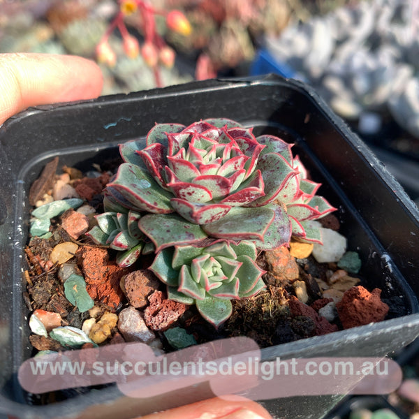 Echeveria Halo 光晕