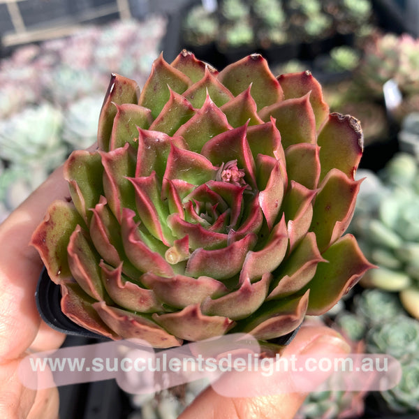 Echeveria Purple Butterfly 紫蝴蝶