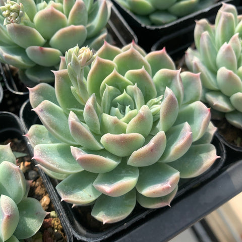 Echeveria Peachy 若桃