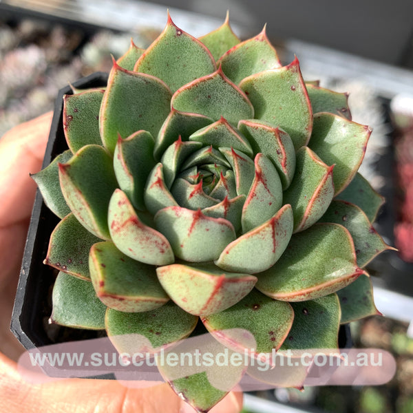 Clearance: Echeveria Agavoides Santa Lewis 圣路易斯