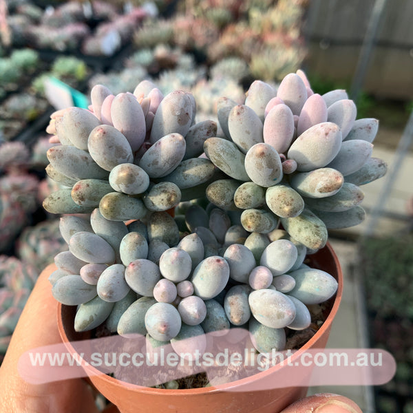 Pachyphytum Machucae aka Baby finger 婴儿手指