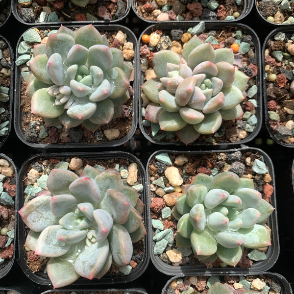 Pachyveria Stalactite 钟乳石 Succulents Delight 2022 New Hybrid