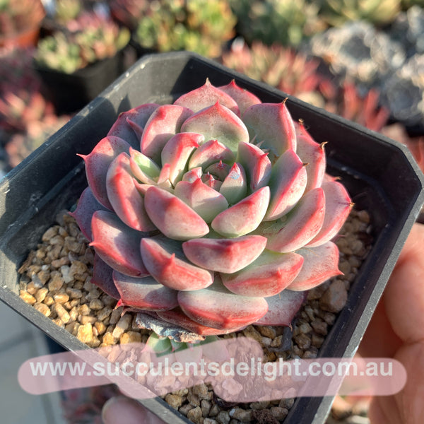 Echeveria Adorable 可爱多