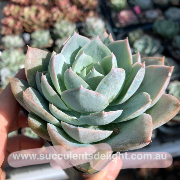 Sedum suaveolens aka Sedeveria blue lotus 木樨甜心