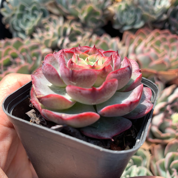Echeveria Purple Rain (raindrop hybrid) 紫雨(雨滴杂）