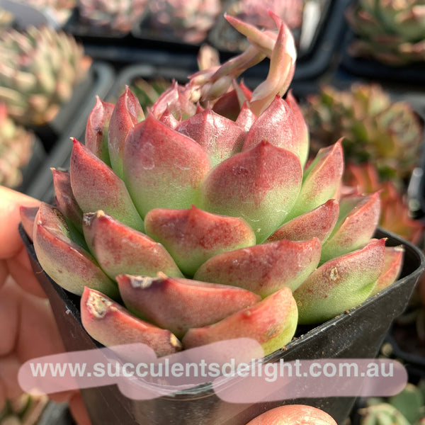 Echeveria Alba Jelly 阿尔巴果冻