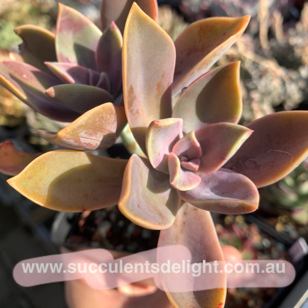 Graptoveria Fred Ives