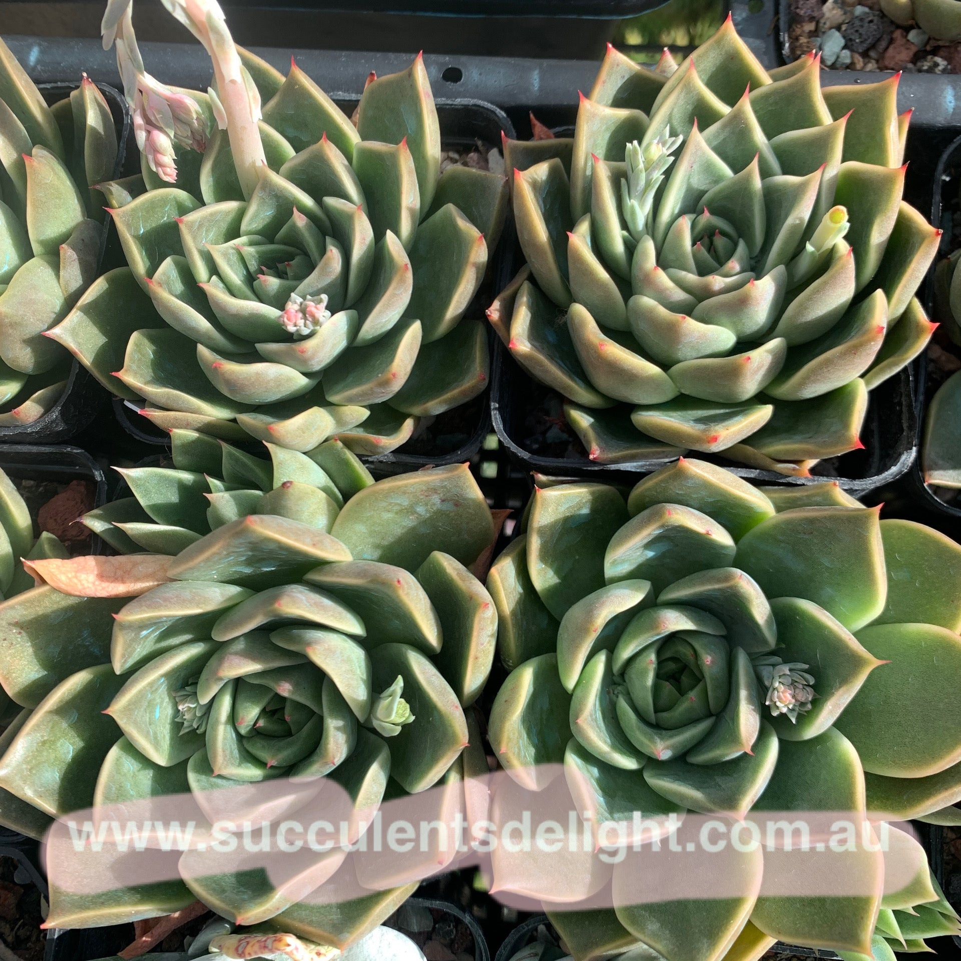 Echeveria Swan Lake 天鹅湖