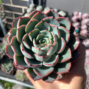 Echeveria Red Curve 红弧