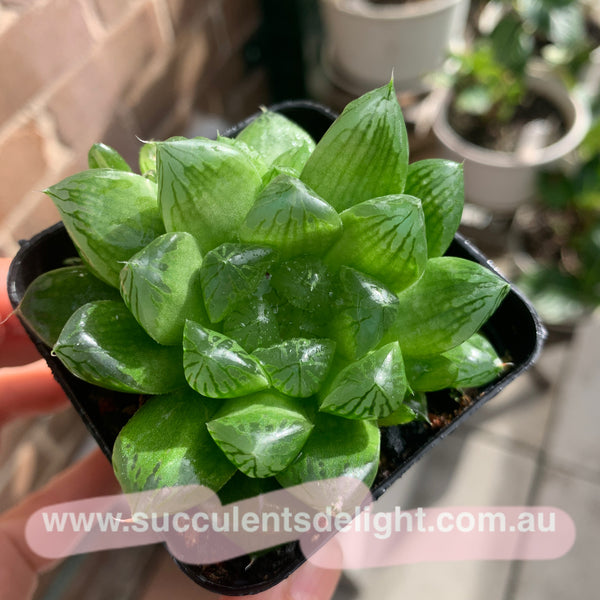Haworthia Cooperi sp Suzhou cluster (no variegation) 苏州玉露锦（退锦）