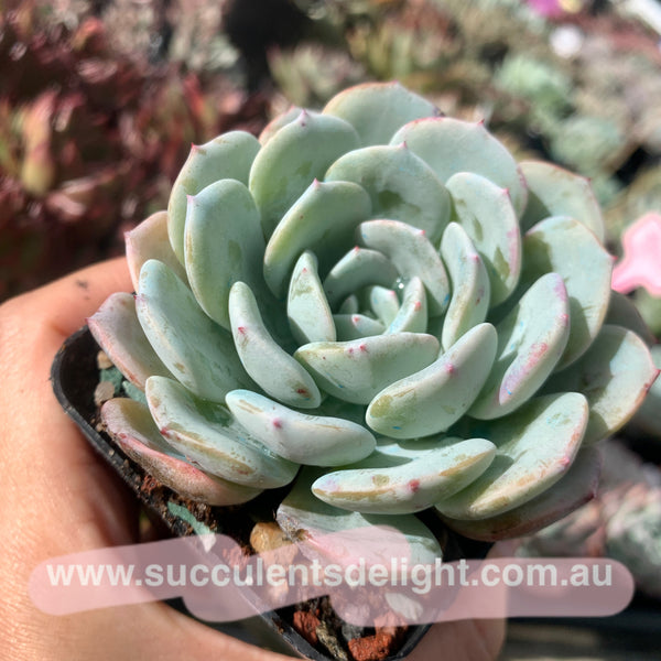 Echeveria Snow Pinwheel 雪风车