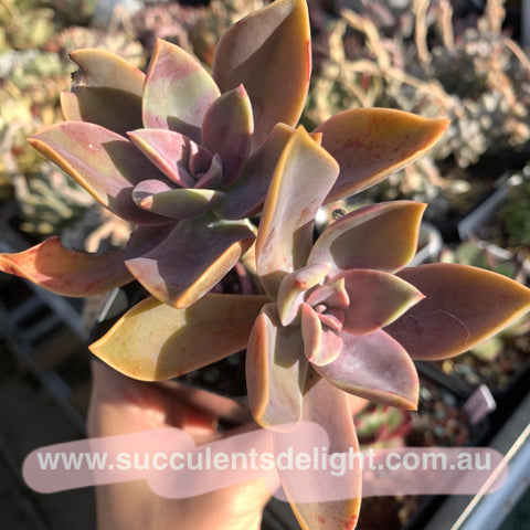 Graptoveria Fred Ives