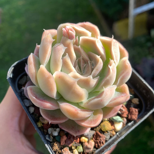 Echeveria Elegans Tide Moon 汐月月影 - Succulents Delight 2022 New Hybrid