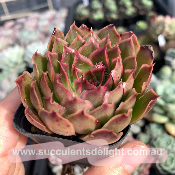 Echeveria Purple Butterfly 紫蝴蝶