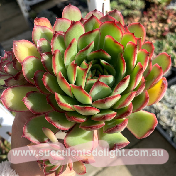 Echeveria Lingzhi 灵芝