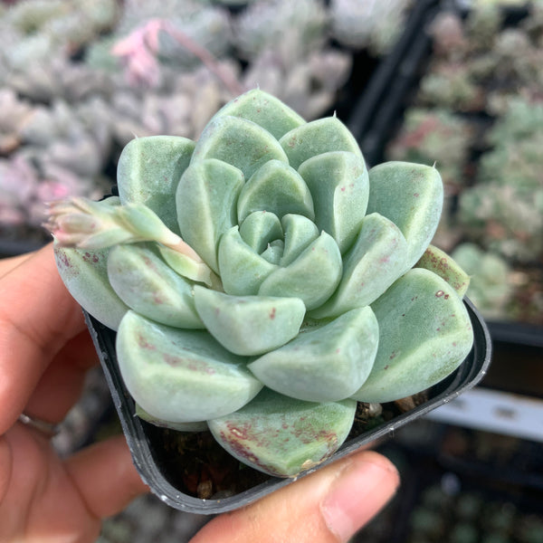 Echeveria Albicans 厚叶月影