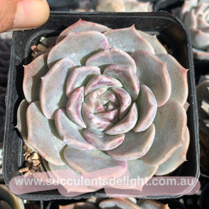 Echeveria Sarang 血斑爱神
