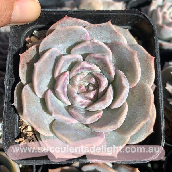 Echeveria Sarang 血斑爱神