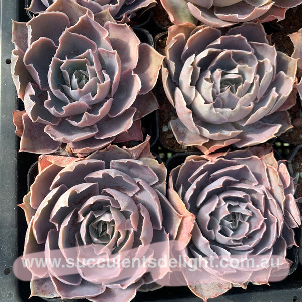 Echeveria Purple Naruto 紫火影