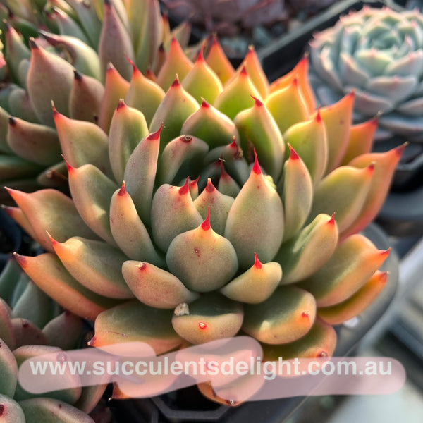 Echeveria Ebony zaragozae 绿爪x乌木