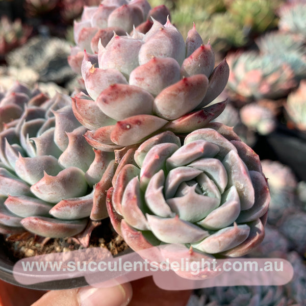 Echeveria Elegans Athena 月影雅典娜