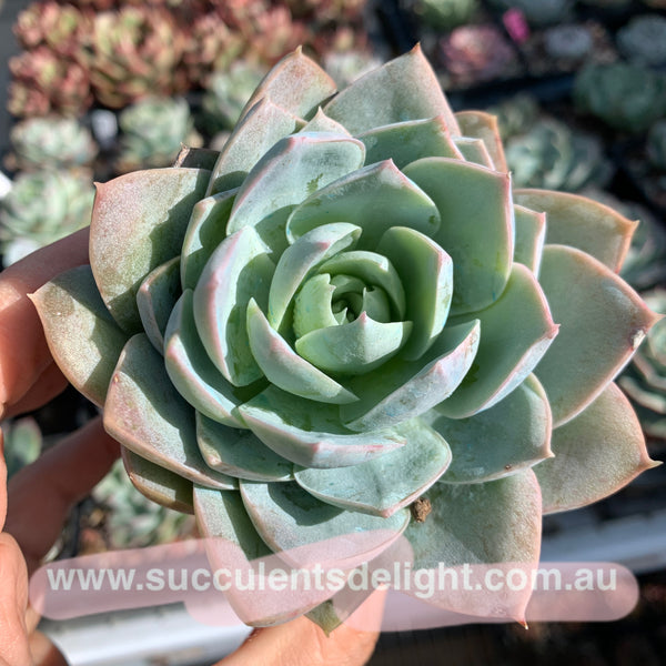 Sedum suaveolens aka Sedeveria blue lotus 木樨甜心