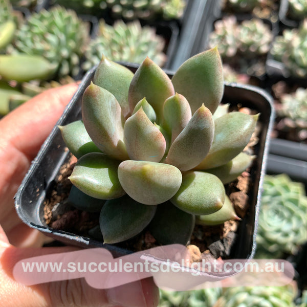 Pachyveria Rough