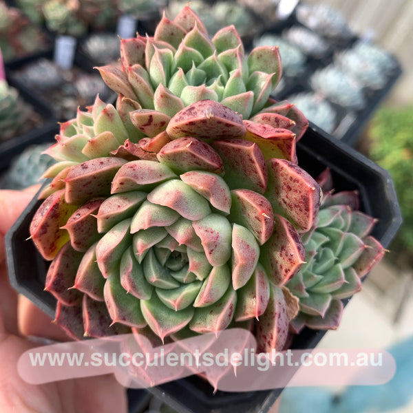 Echeveria Emerald Jade 翡翠玉